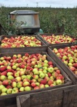 Россельхознадзор недоволен польской продукцией