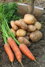 Азаров обещает обеспечить всех овощами по стабильным ценам