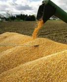 Украина предложила заменить Россию на турецком агрорынке