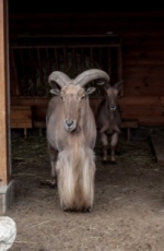 Киевский зоопарк позаботится о животных Януковича