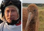 Стерхи Путина не смогли вернуться в дикую природу из-за дипломатических неурядиц
