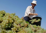 Россиян заставят декларировать виноград