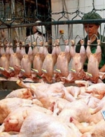 Россельхознадзор пересмотрит условия поставок украинской продукции животноводства из-за Европы