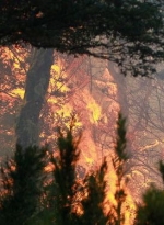 В зоне отчуждения горит лес