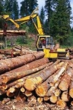 В Раде раскрыли детали арбитража с ЕС по лесу-кругляку