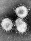 В ВОЗ исключили гипотезу о лабораторном происхождении COVID-19