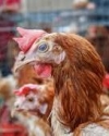 В Европарламенте недовольны ростом экспорта украинской курятины в ЕС